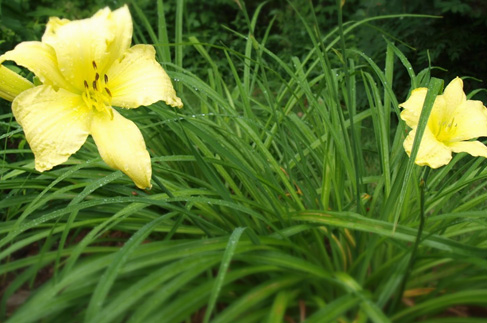 All Erie Independence House apartments for the mobility impaired have seasonal flowers and landscaping.  Shown:  Daylillies.